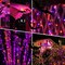 kemooie 300 LED Orange&#x26;Purple Halloween Lights, 99FT Connectable 8 Lighting Modes with Memory Function Plug in, Waterproof for Outdoor Indoor Halloween Garden Roof Decorations (Purple and Orange)